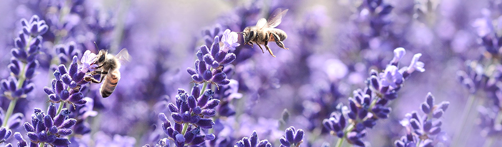 lavanda