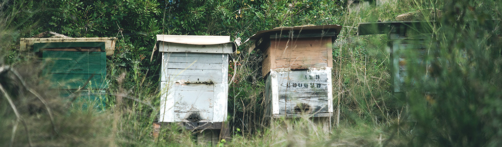 apicultura tradicional