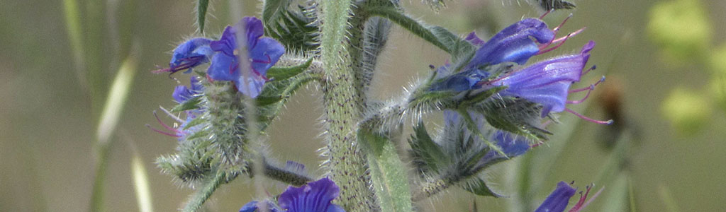 Echium vulgare viborera