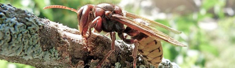 avispon europeo vespa crabro madera