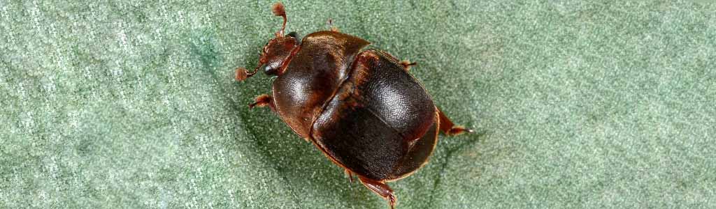 aethina tumida o pequeño escarabajo de la colmena