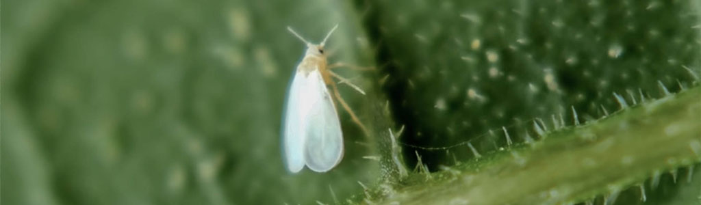 aleyrodidae mosca blanca