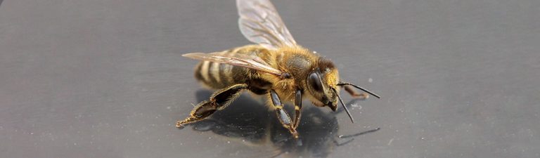 abeja italiana abeja rubia