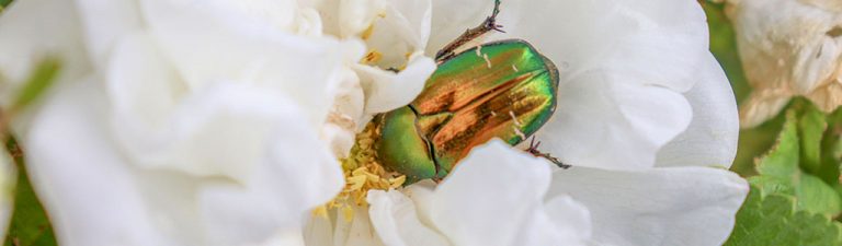 cetonia aurata escarabajo verde rosal