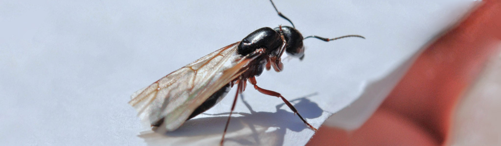 hormiga voladora hormiga con alas