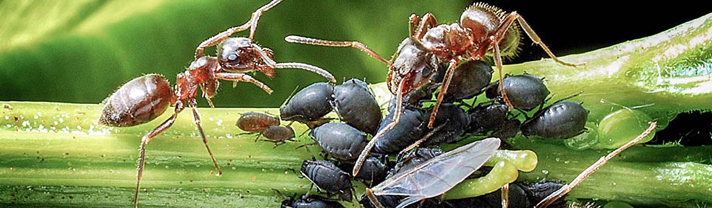 pulgón afidos hormigas