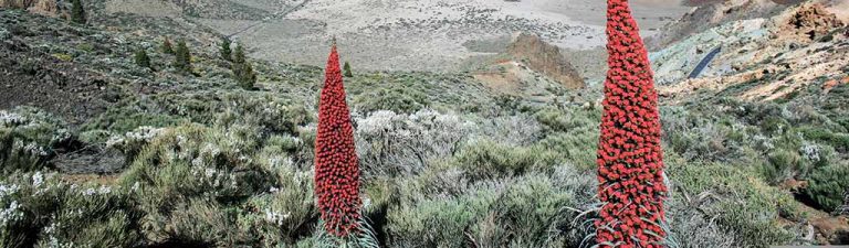 Tajinaste rojo del Teide