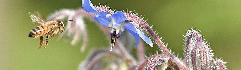 borraja borego officinalis