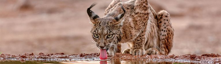 lince gato montes felis silvestris