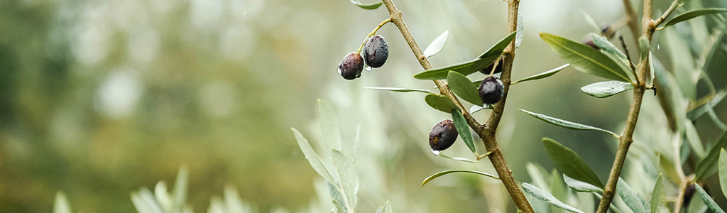 poda del olivo
