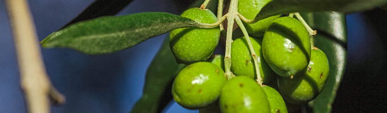 mosca del olivo tratamiento