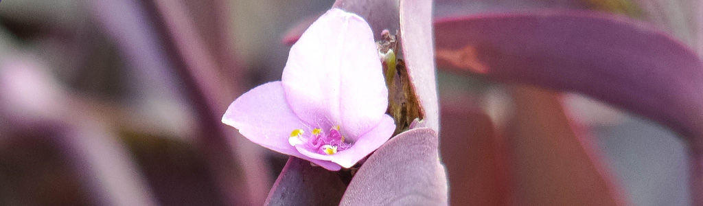 flor tradescantia o amor de hombre