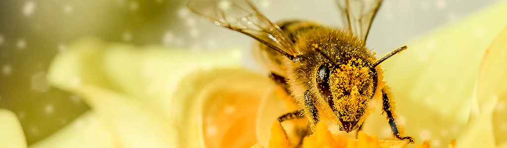 como hacer comida para abejas casera